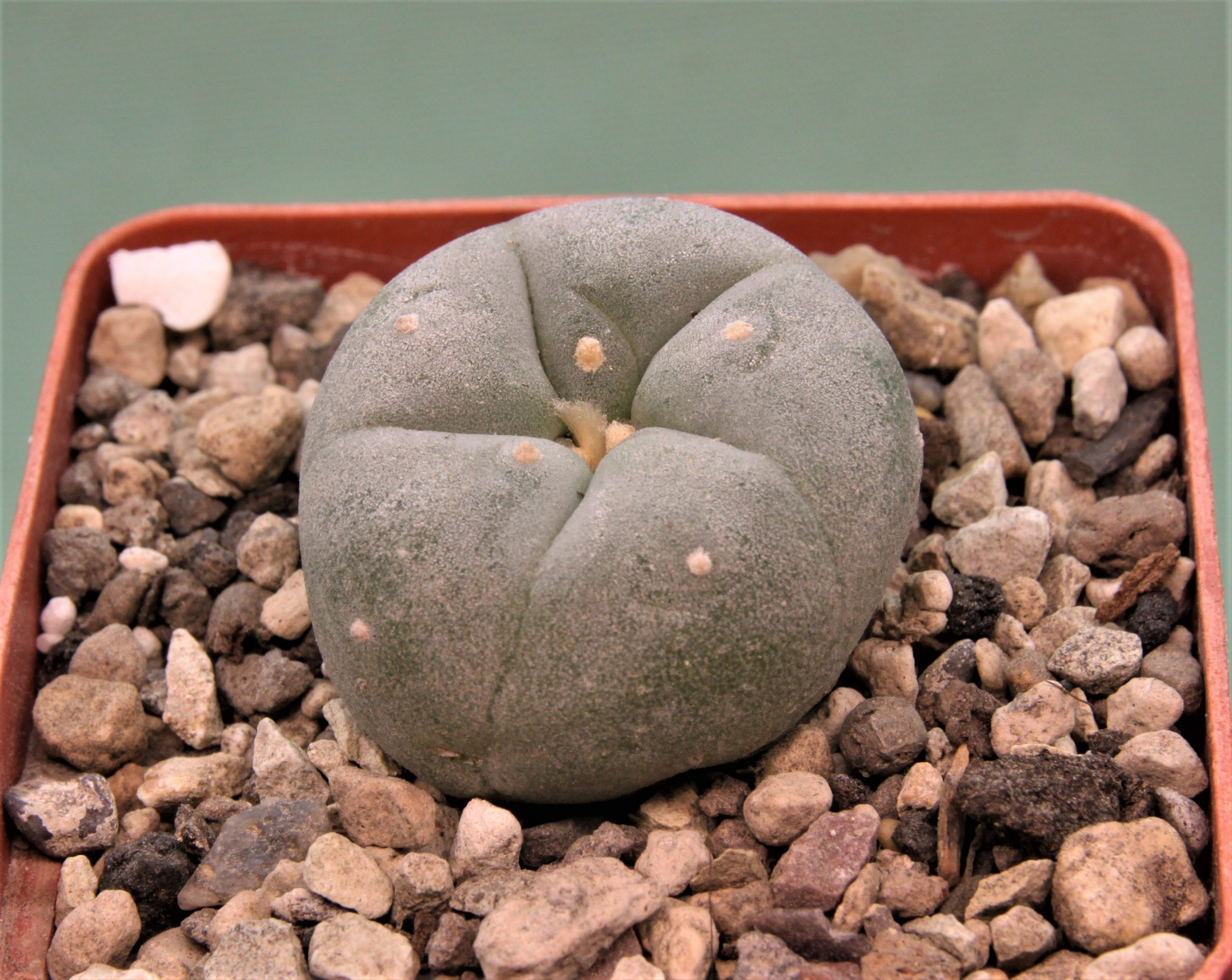 Lophophora-fricii-3.
