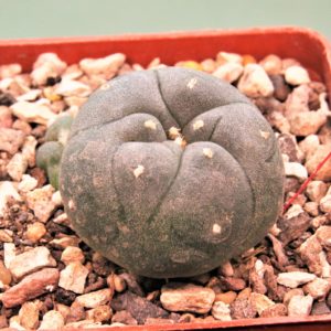 Lophophora-jordaniana-v.-caespitosa-1