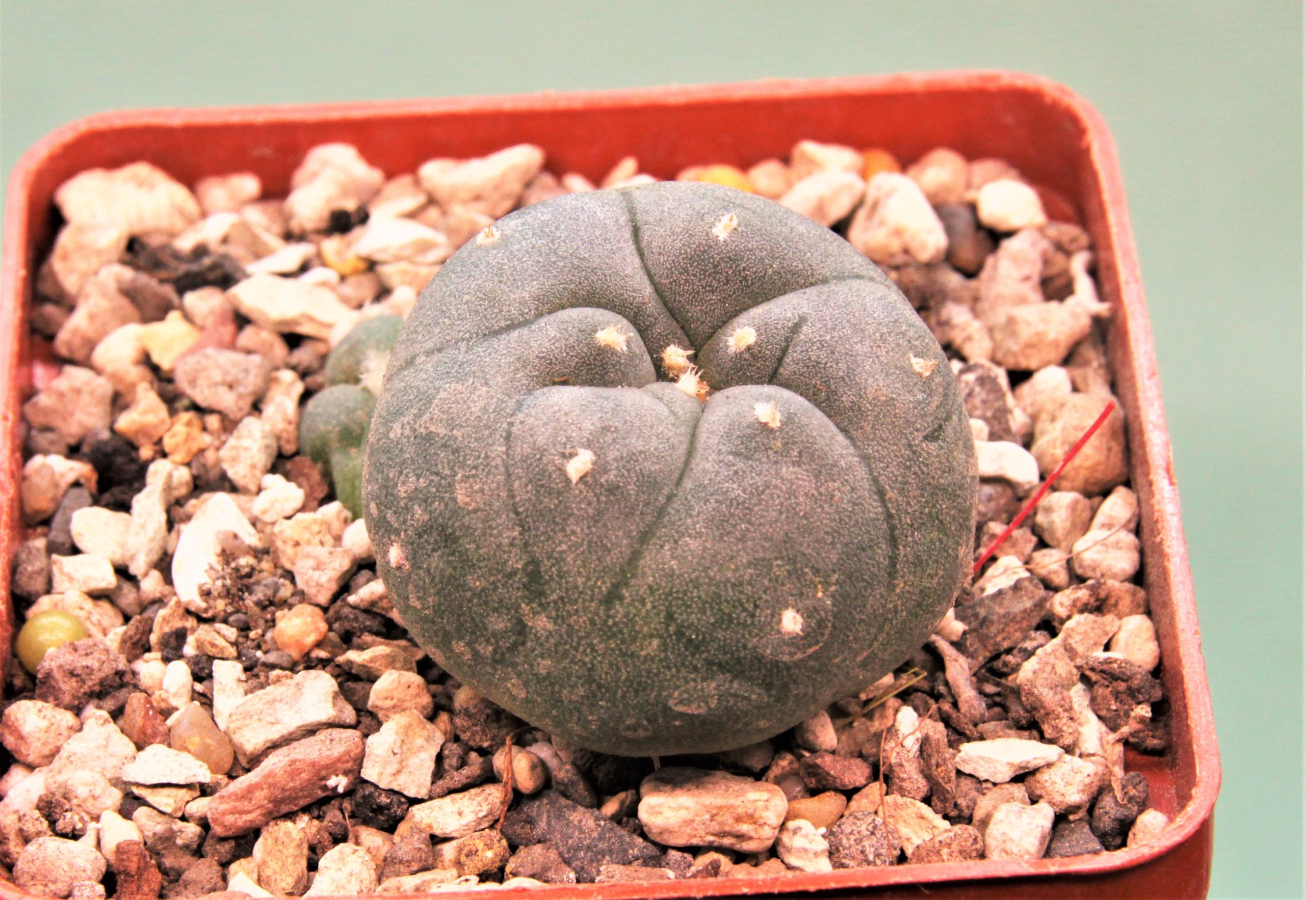 Lophophora-jordaniana-v.-caespitosa-1