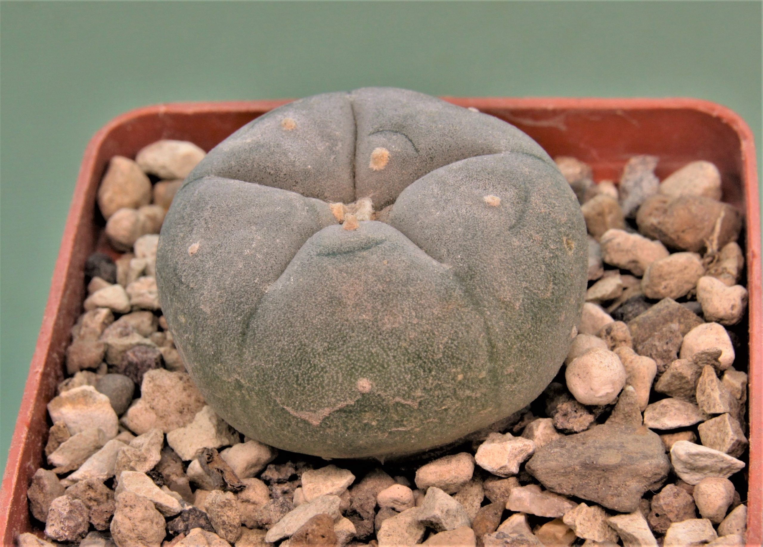 Lophophora-williamsii-2.