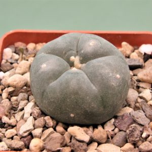 Lophophora-williamsii-3