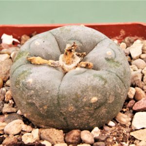 Lophophora-williamsii-Coahuila-2