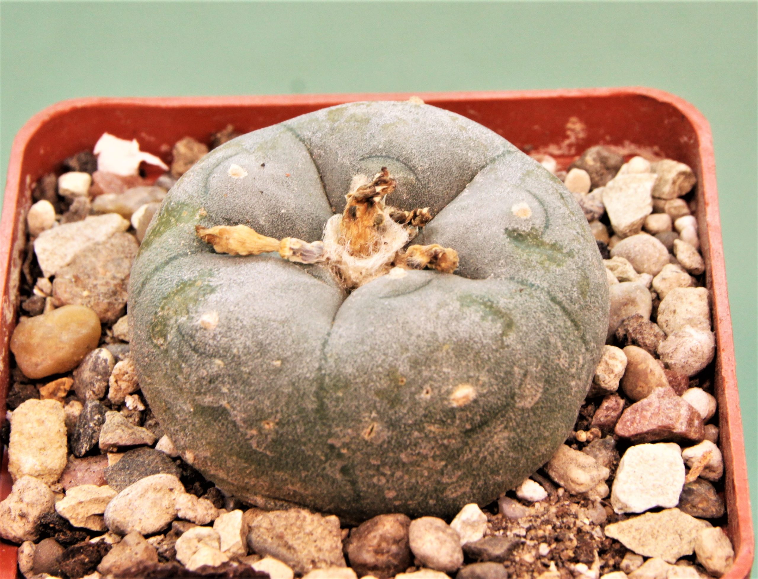Lophophora-williamsii-Coahuila-2