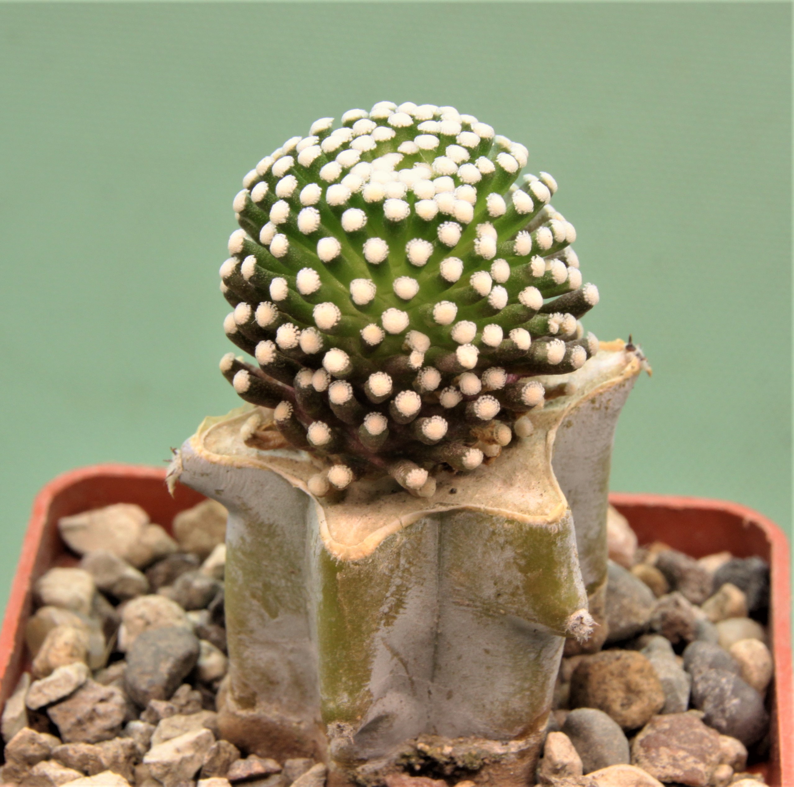 Mammillaria-luethyi-3