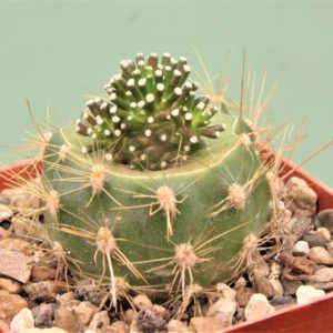 Mammillaria-luethyi-v.-minima-2