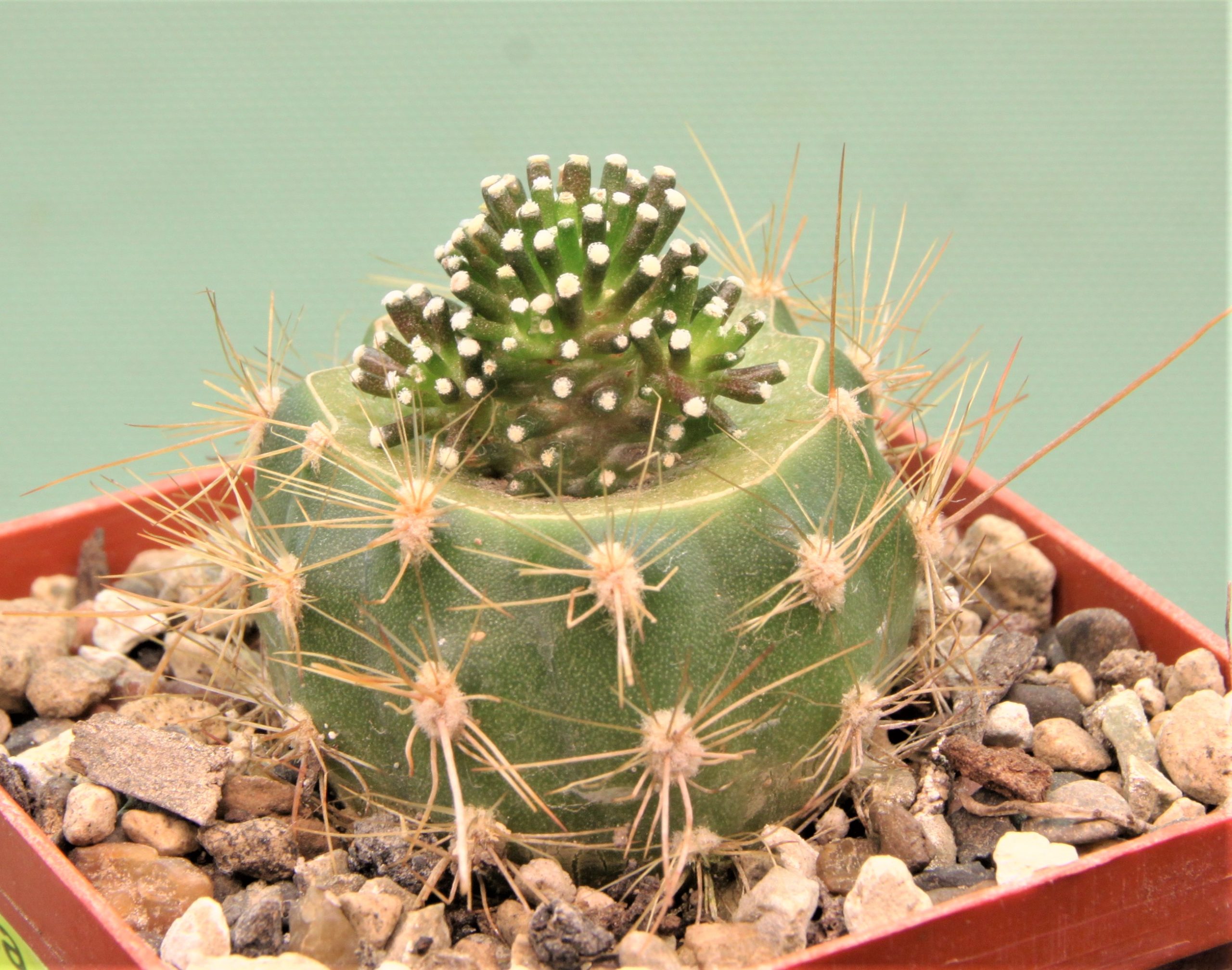 Mammillaria-luethyi-v.-minima-2