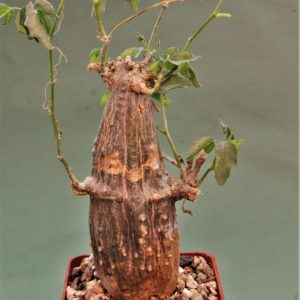 Momordica-rostrata-1