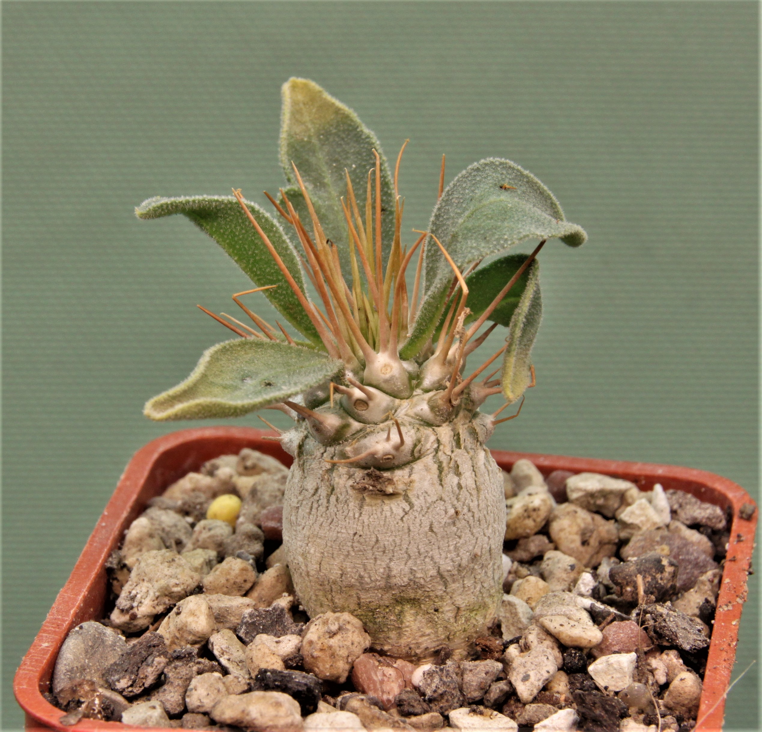 Pachypodium-namaguanum-1