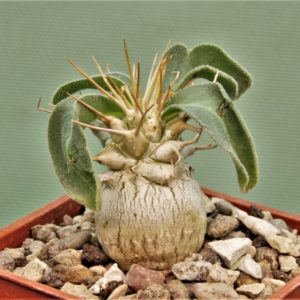 Pachypodium-namaguanum-5