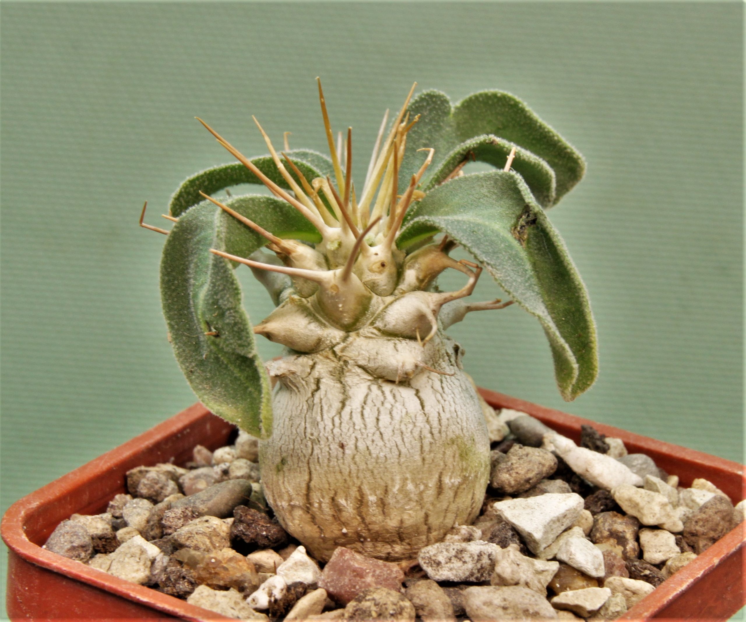 Pachypodium-namaguanum-5