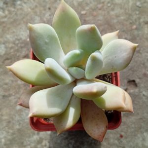 Pachyveria Corvus