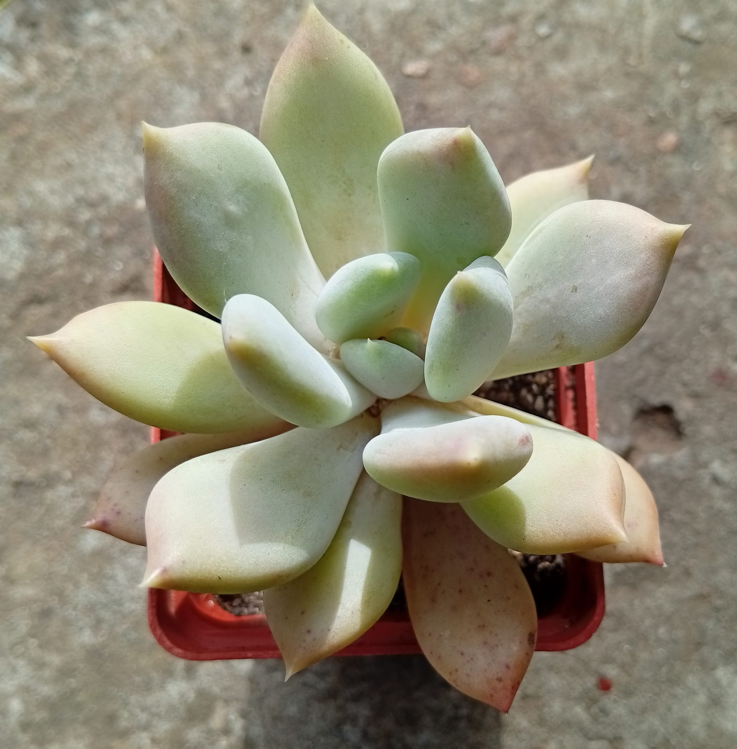 Pachyveria Corvus