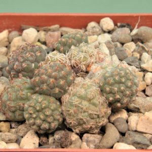 Puna-bonniae-5