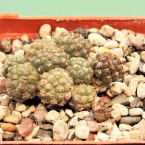 Puna-bonniae-6