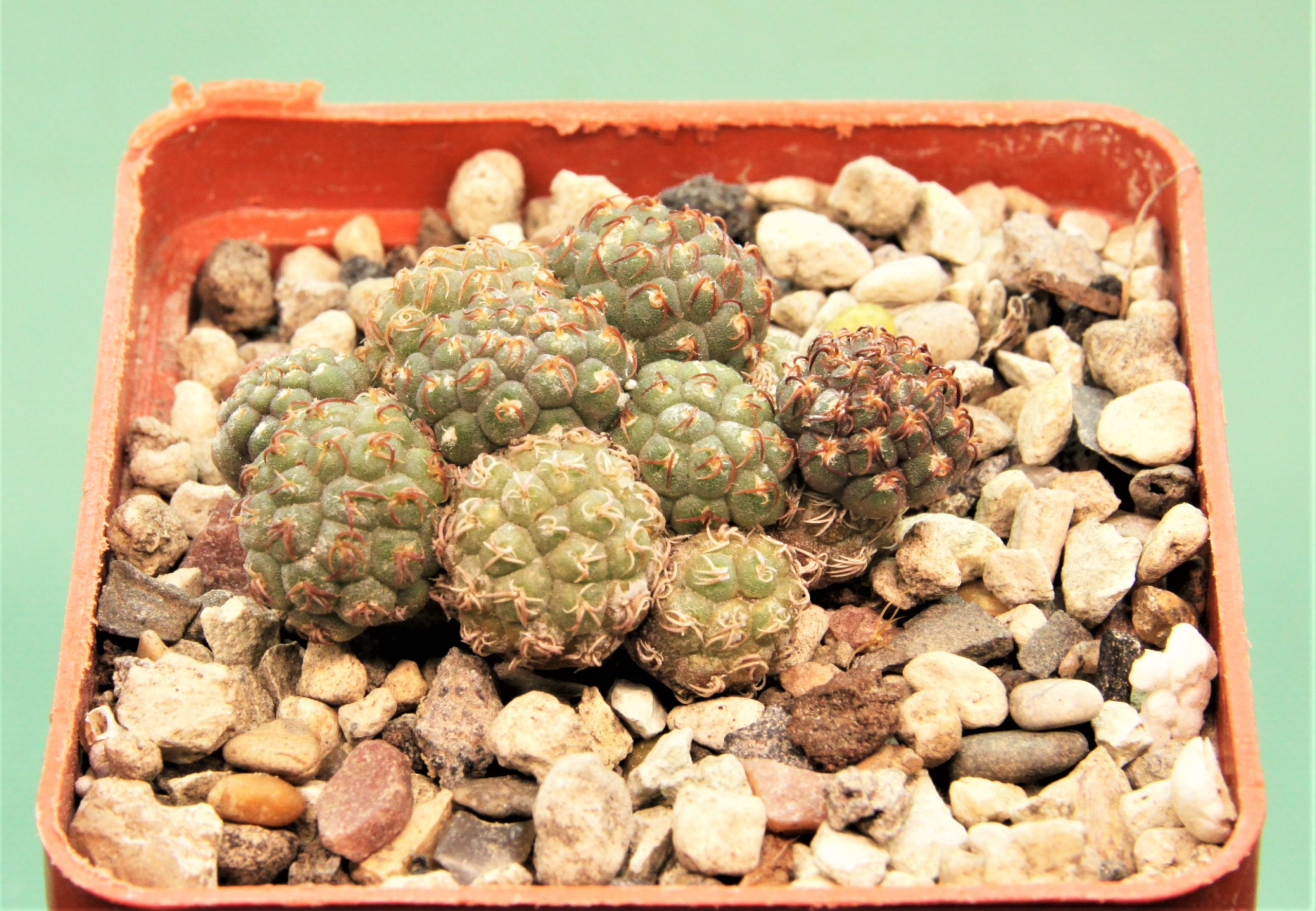 Puna-bonniae-6