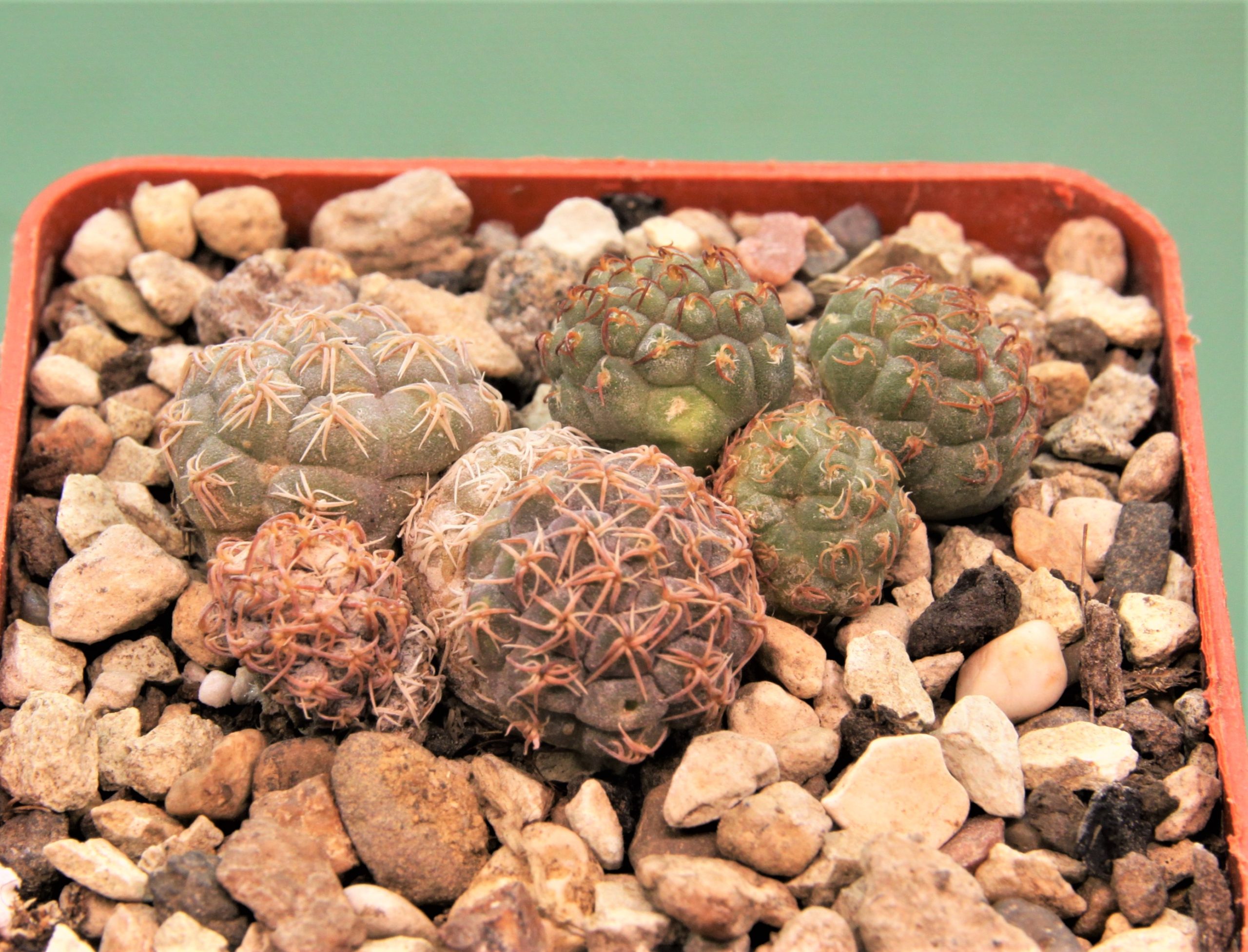 Puna-bonniae-7