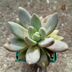 Sedeveria Blue Mist