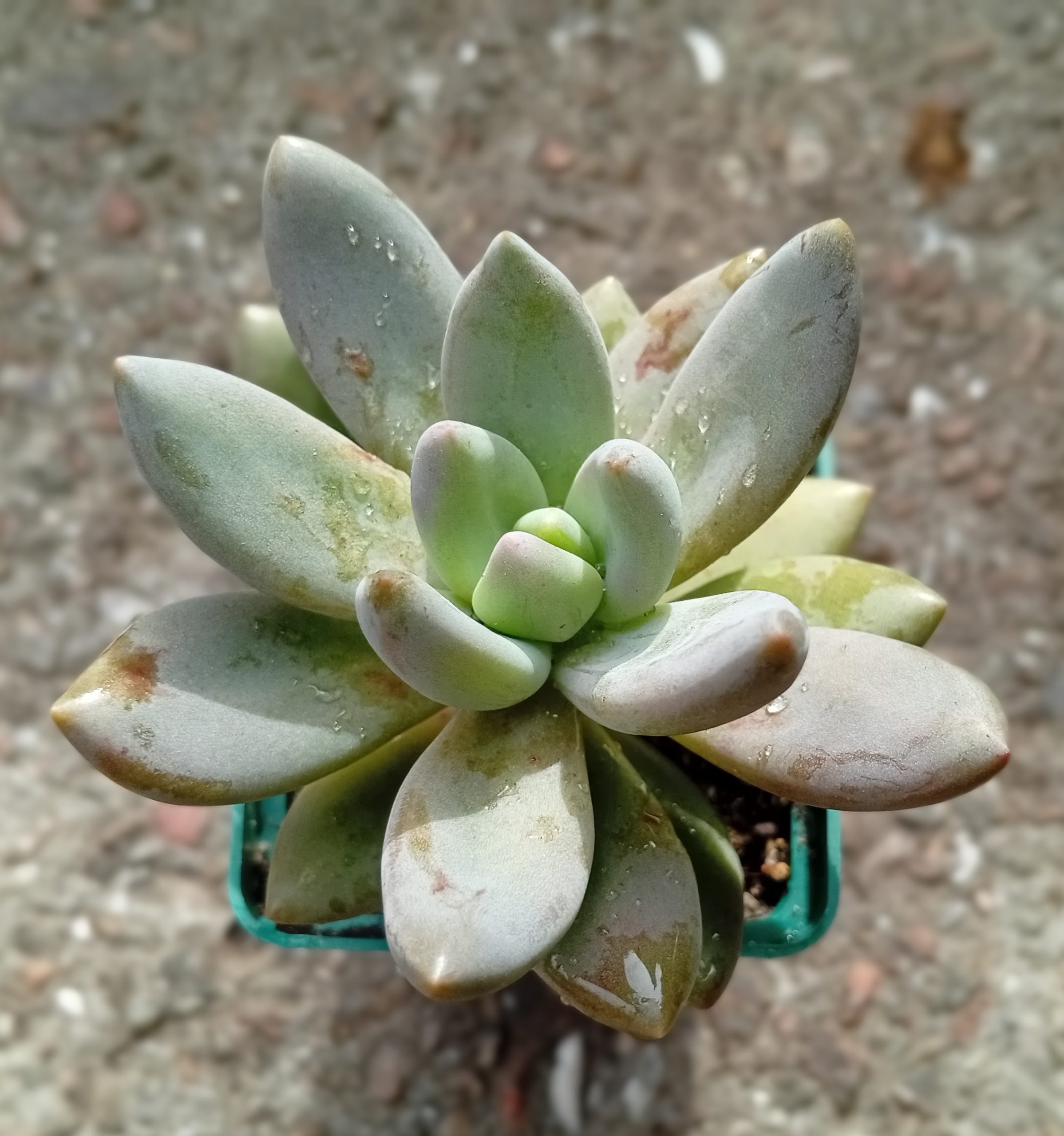 Sedeveria Blue Mist