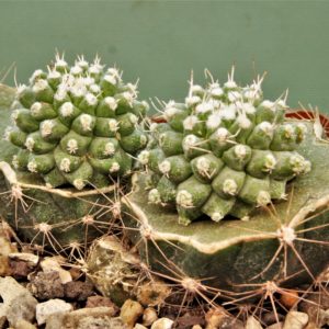 Strombocactus-disciformis-monstrosa-1