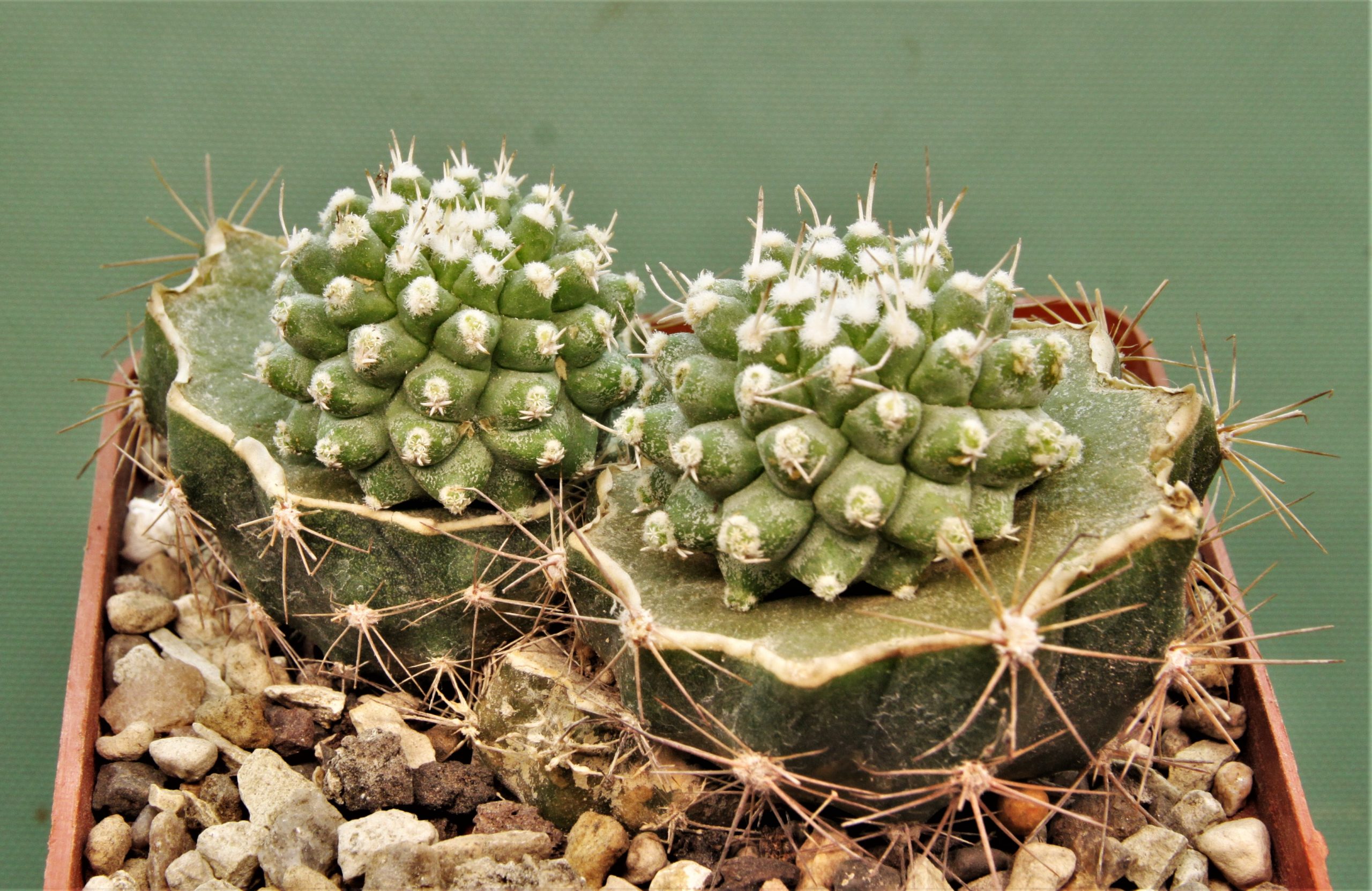 Strombocactus-disciformis-monstrosa-1