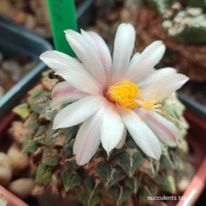 насіння ariocarpus kotschoubeyanus albiflorus seeds