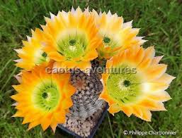 Echinocereus pectinatus - v.venigeri "ctenoides" SB 1536 - 14 cm. flowers