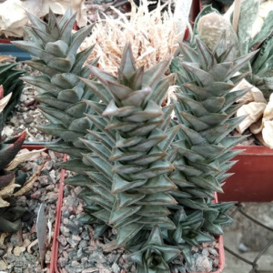 Astroloba deltoidea -Mesa Garden-super clone!-прод. пагони-