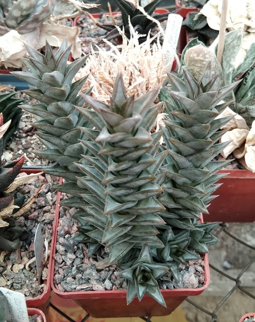 Astroloba deltoidea -Mesa Garden-super clone!-прод. пагони-