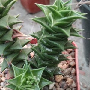 Astroloba foliolosa -rare-  пагони-
