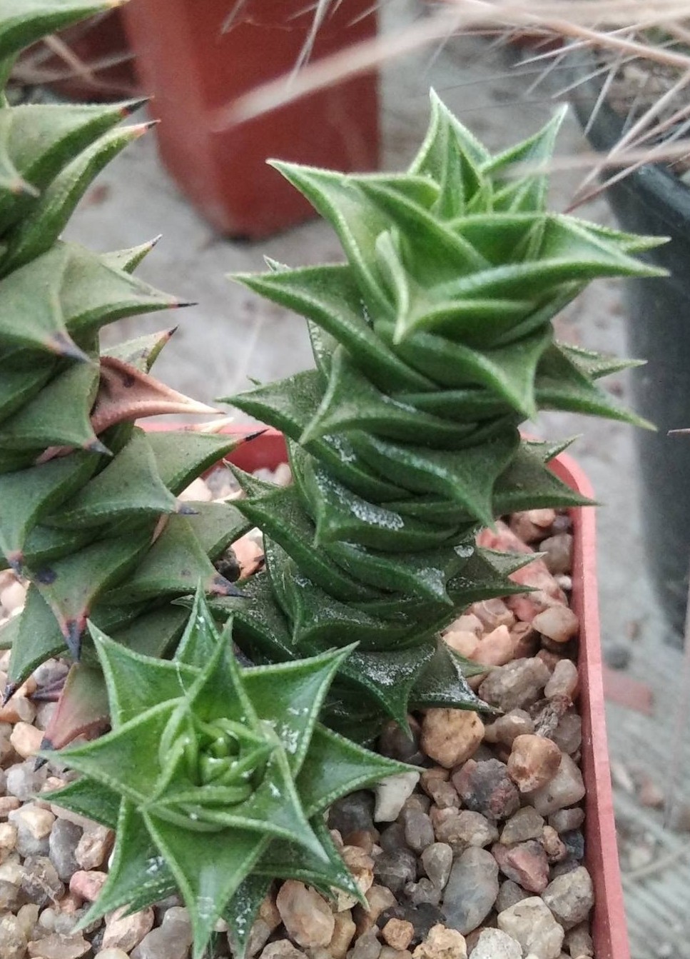 Astroloba foliolosa -rare-  пагони-