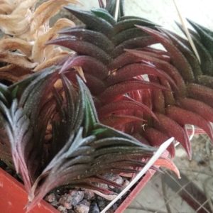 Нaworthia  nigra x viscosa - крупні пагони-