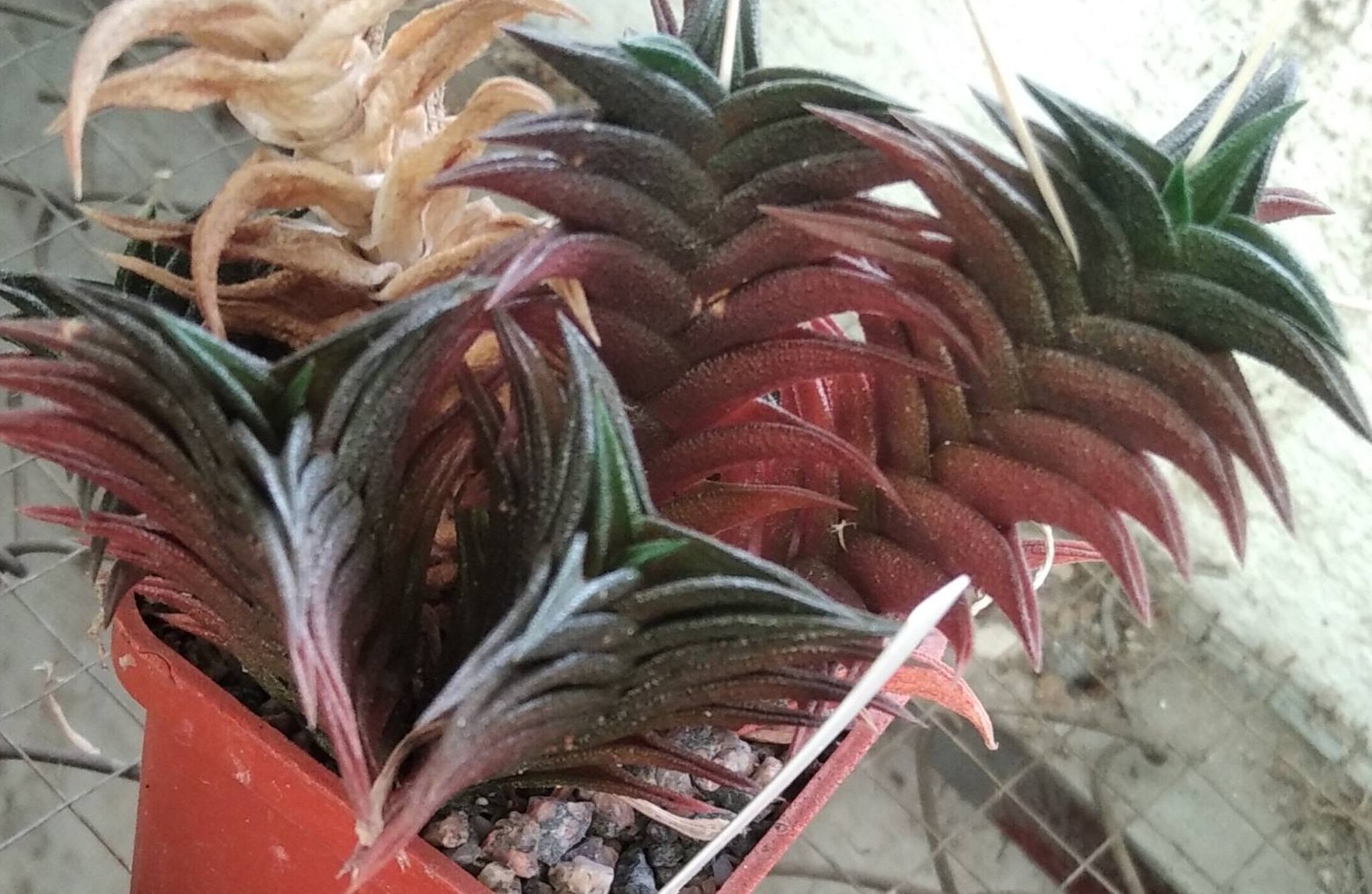 Нaworthia  nigra x viscosa - крупні пагони-