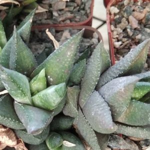 Haworthia  (Astroloba) sampayana - пагони-