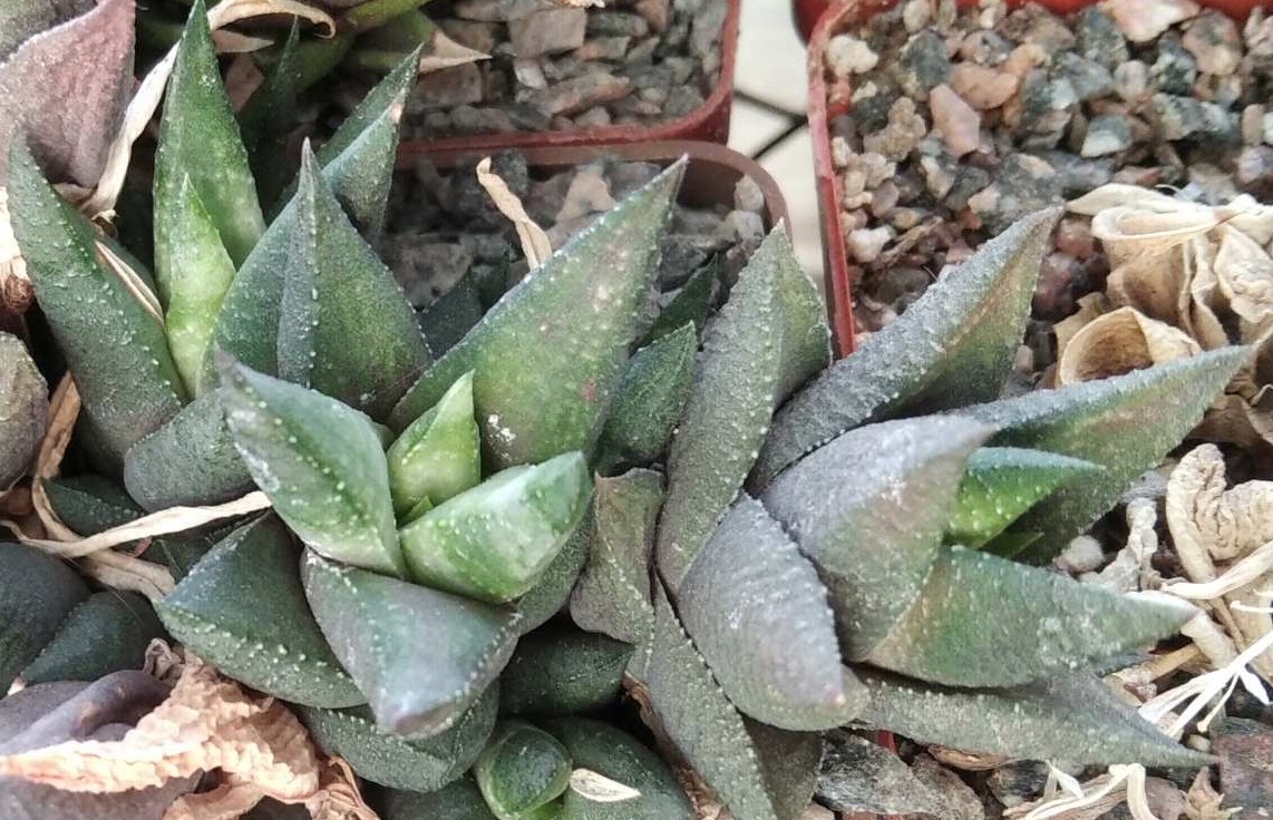 Haworthia  (Astroloba) sampayana - пагони-