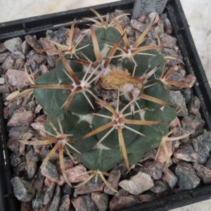 Coryphantha picnacantha GM765 -cube-7cm-