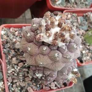 Copiapopa hypogaea "Lizard Skin"-hybr.-seeds-насіння-