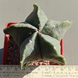 Astrophytum myriostigma f nudum