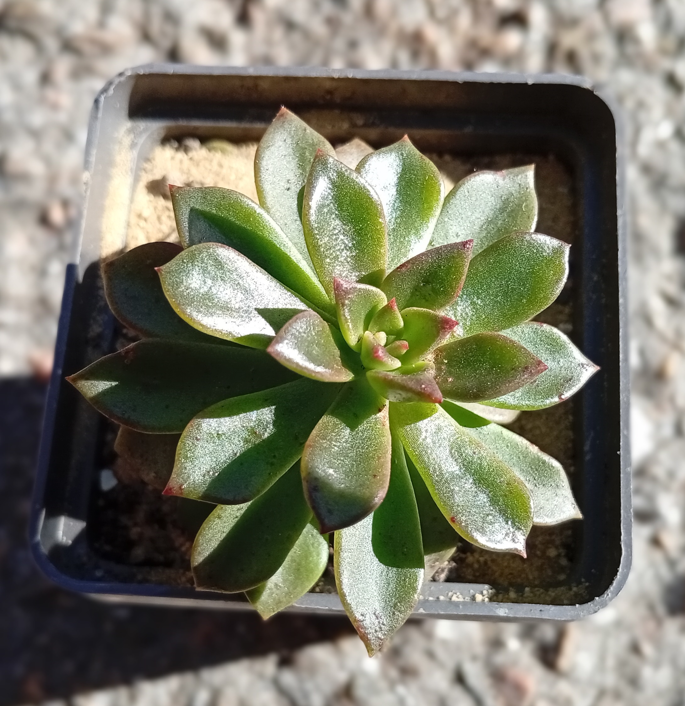 Echeveria Telstar