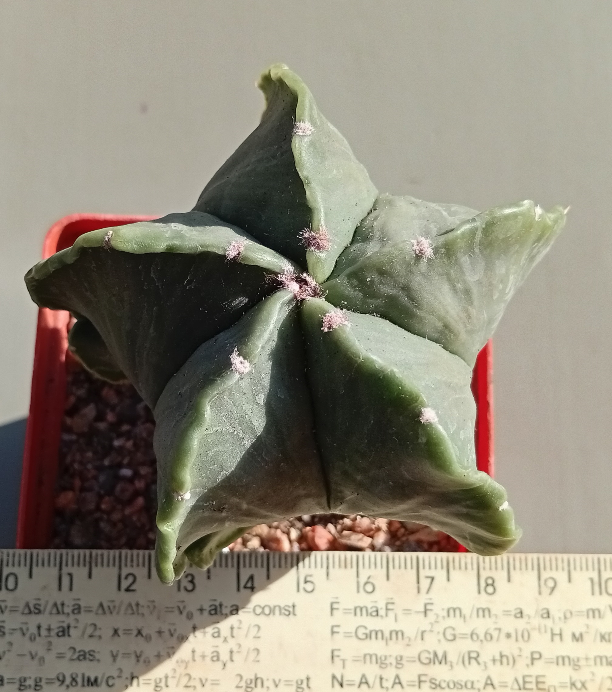 Astrophytum myriostigma f nudum
