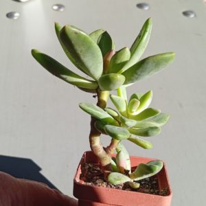 Echeveria Rezry