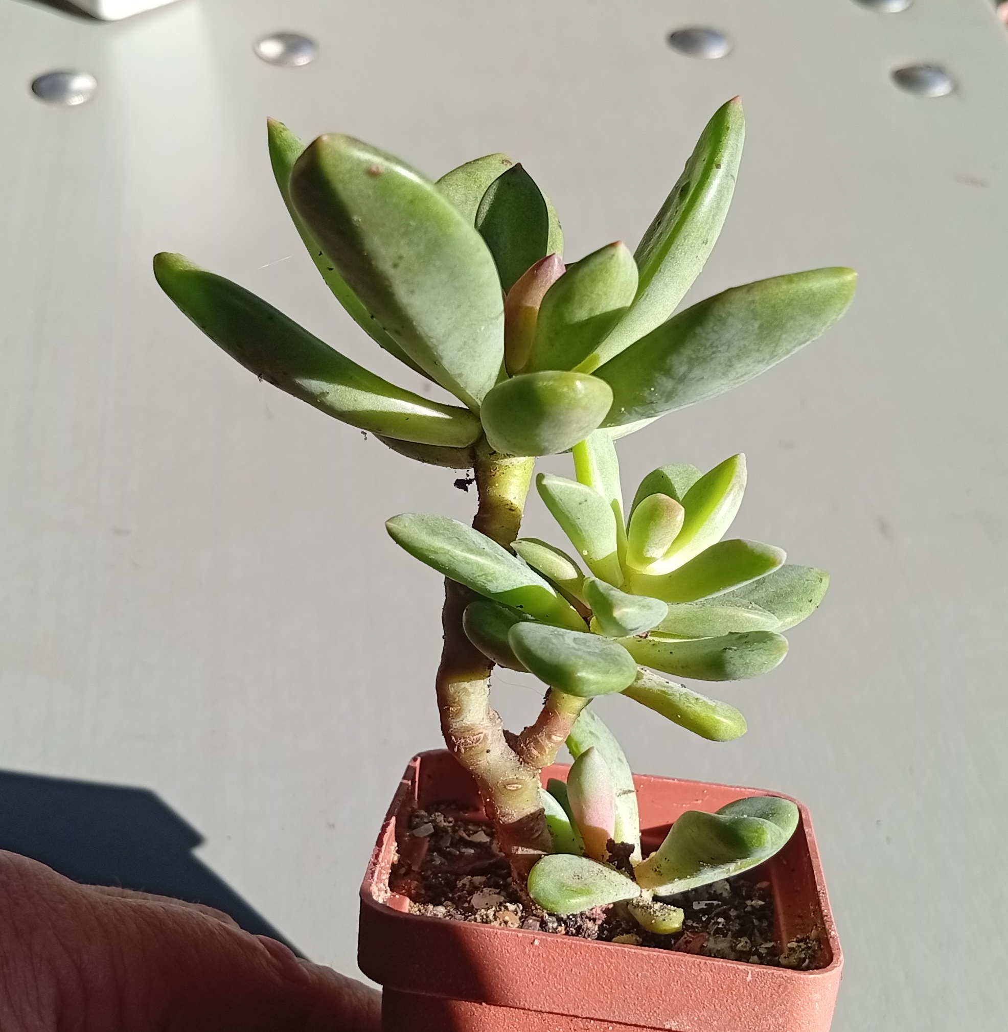 Echeveria Rezry