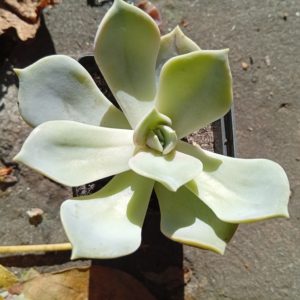 Echeveria Tabou