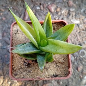 Aloe Black Gem f variegata (3)