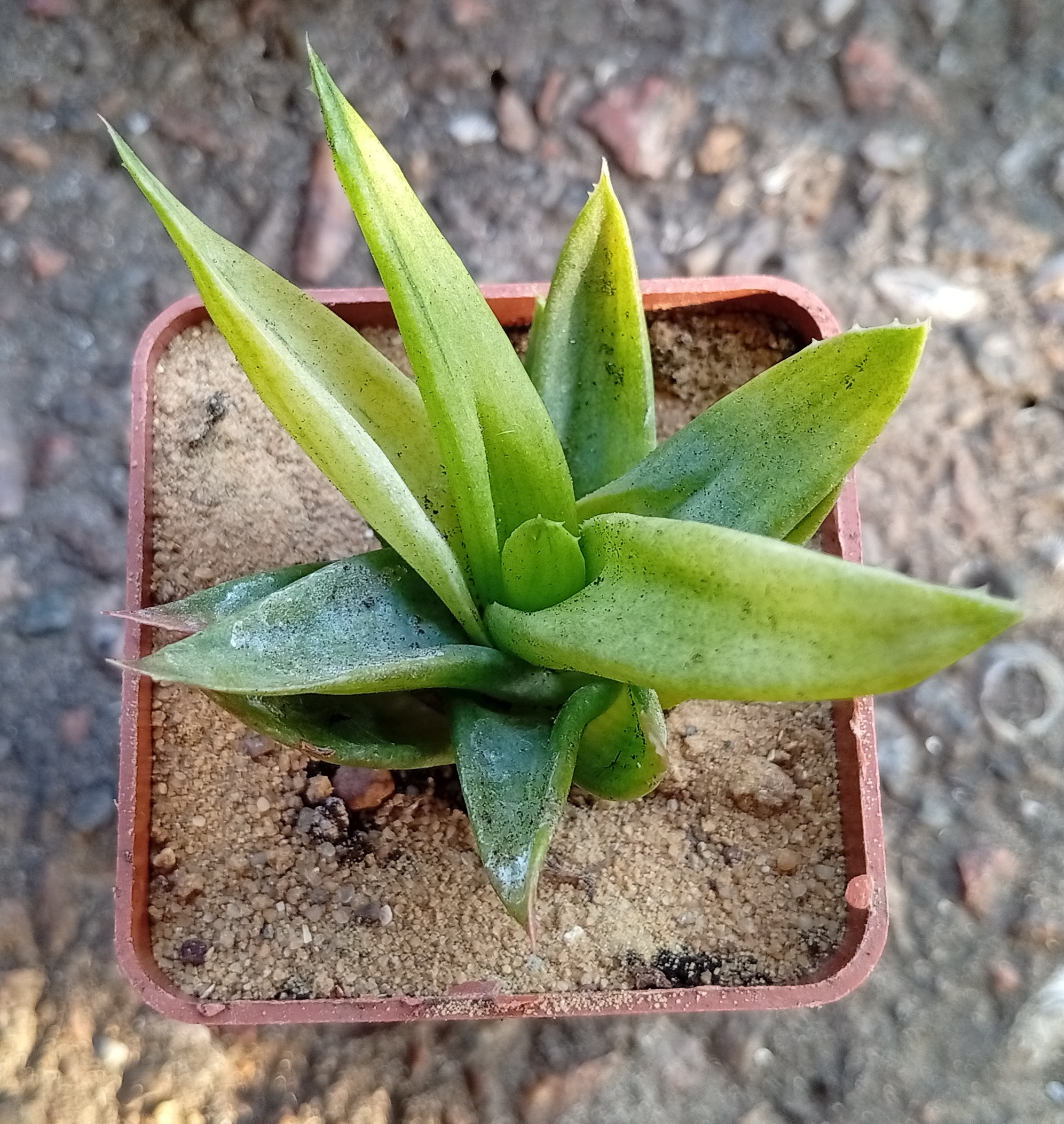 Aloe Black Gem f variegata (3)
