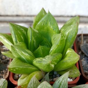 Haworthia 'Shiokin' cuspidata variegata HF-9