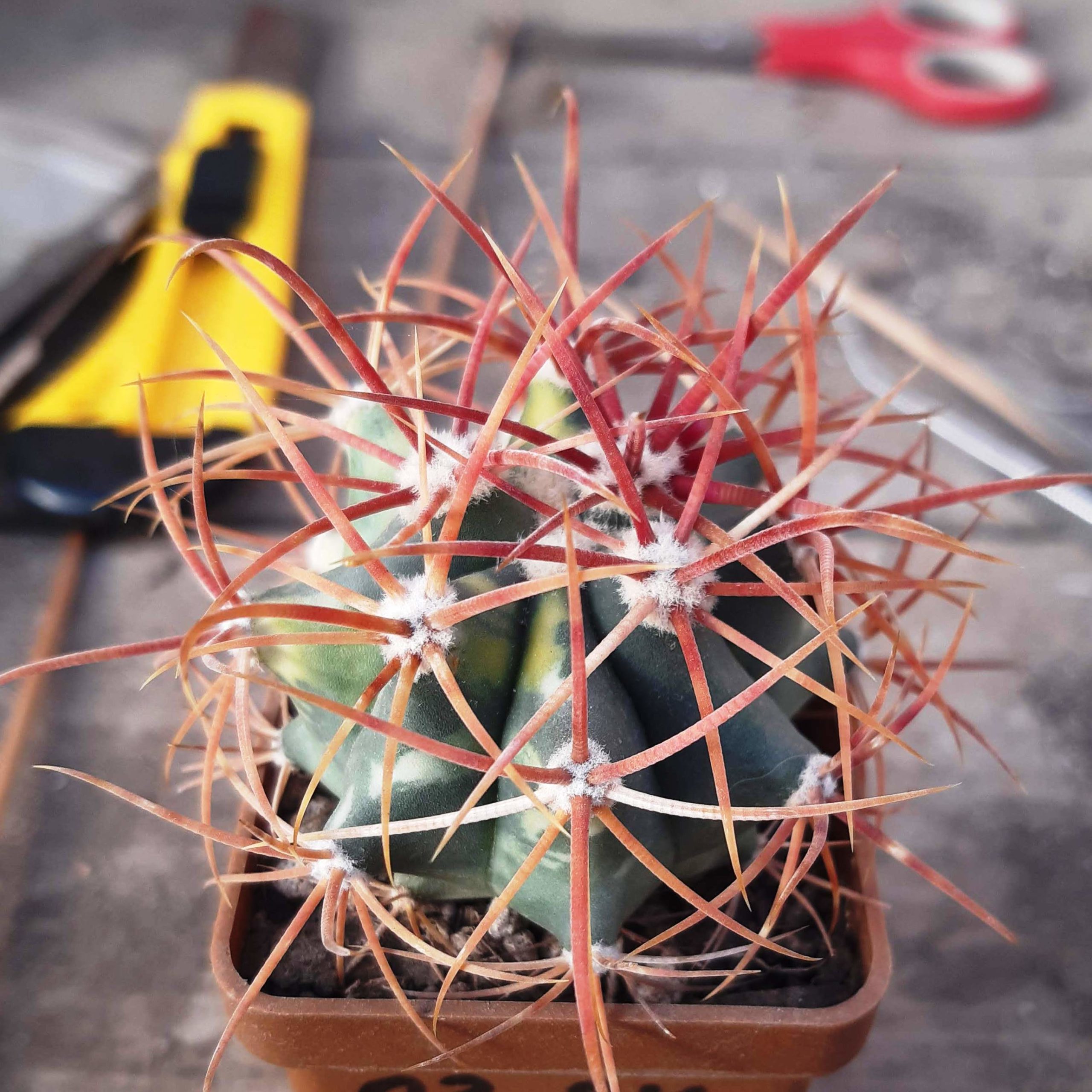 Ferocactus chrisacanthus red spines variegated ex MG