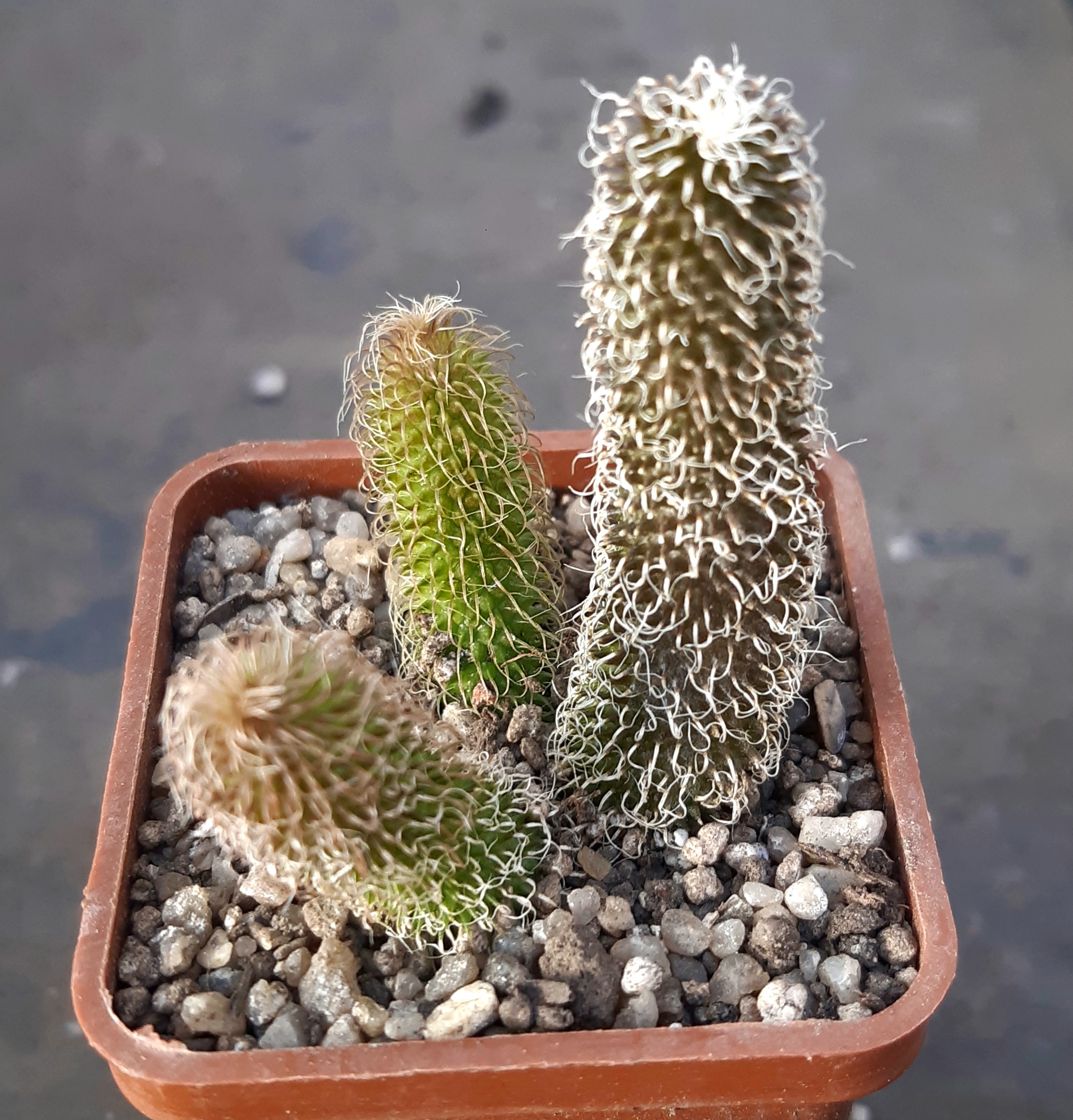 Stapelianthus pilosus