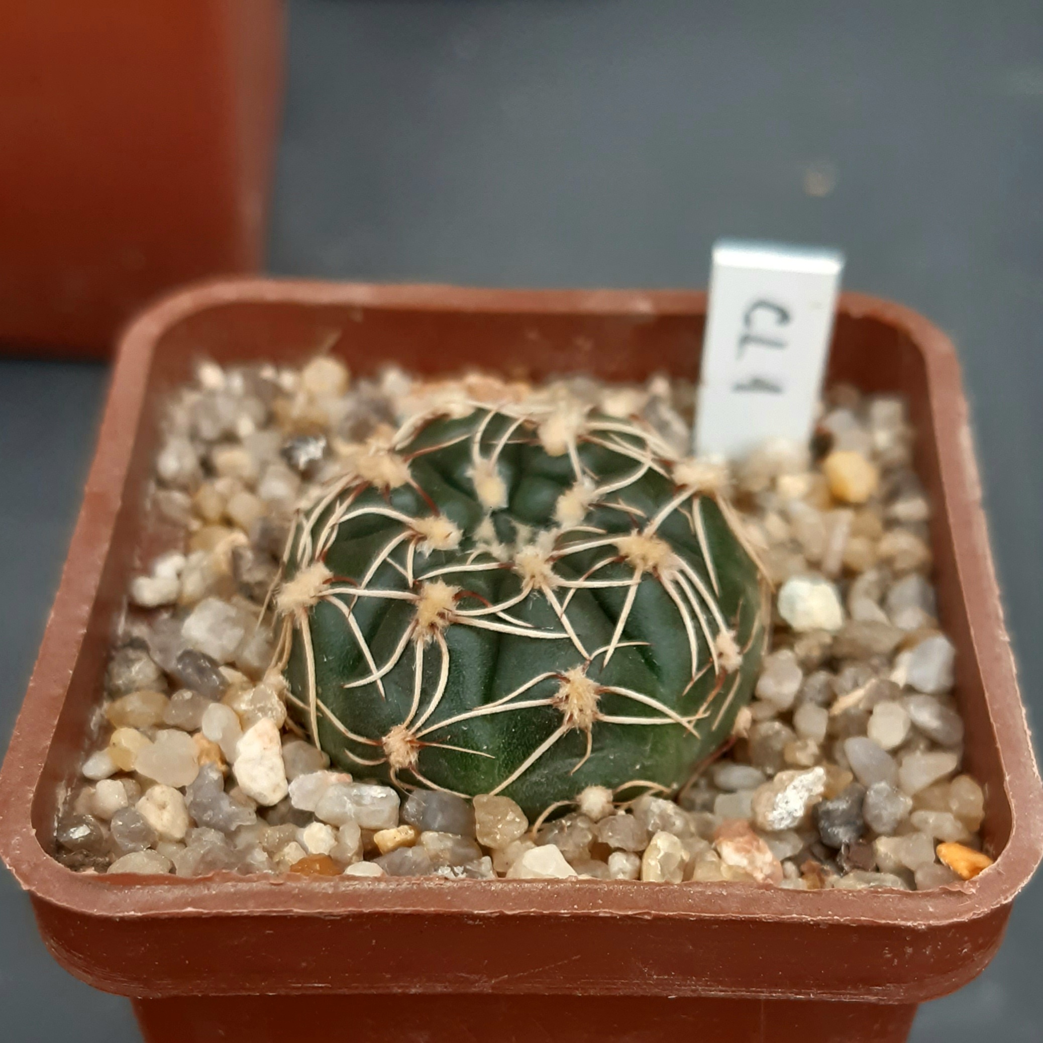 Gymnocalycium leeanum 'netrelianum'