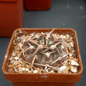 Gymnocalycium riojense 'paucispinum' (=asterium)