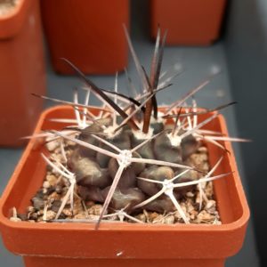 Gymnocalycium delaetii